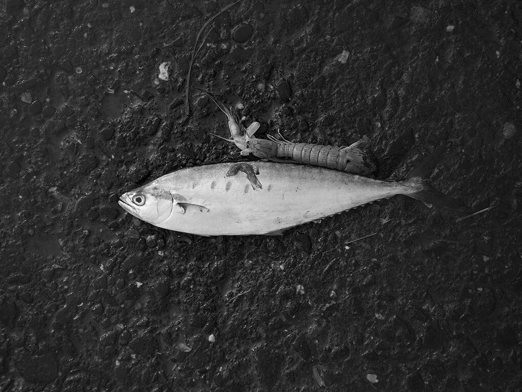 Brian Pearson, Fish With Prawn, 2014, Archival pigment print