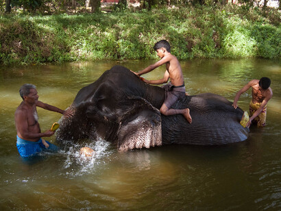 Men washing an elephant