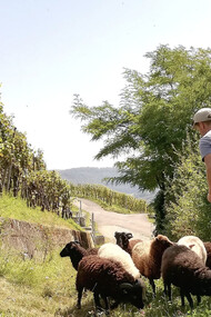  Il nostro modo di fare vino si è da sempre evoluto ma è ufficialmente dal 2021 in avanti che i tutti i nostri vini sono fatti con fermentazione a grappolo, tecnica che applichiamo sia con i bianchi che con i rossi