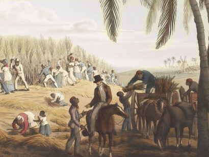 W. Clark, Sugar Cane Harvest