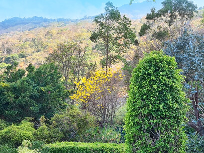 Maurizio Bianchi describe jardines rizomáticos, donde lo vegetal brota donde quiere en la mayor libertad natural