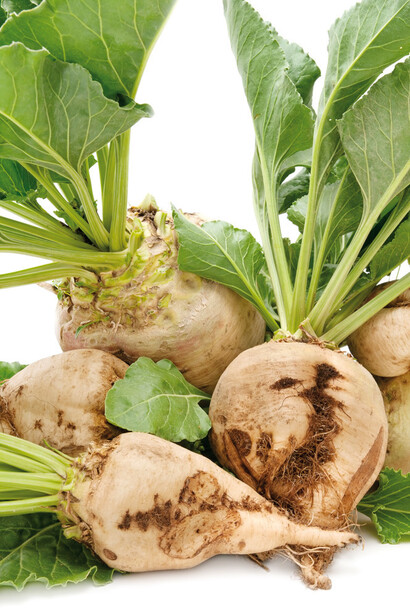 Barbabietola da zucchero