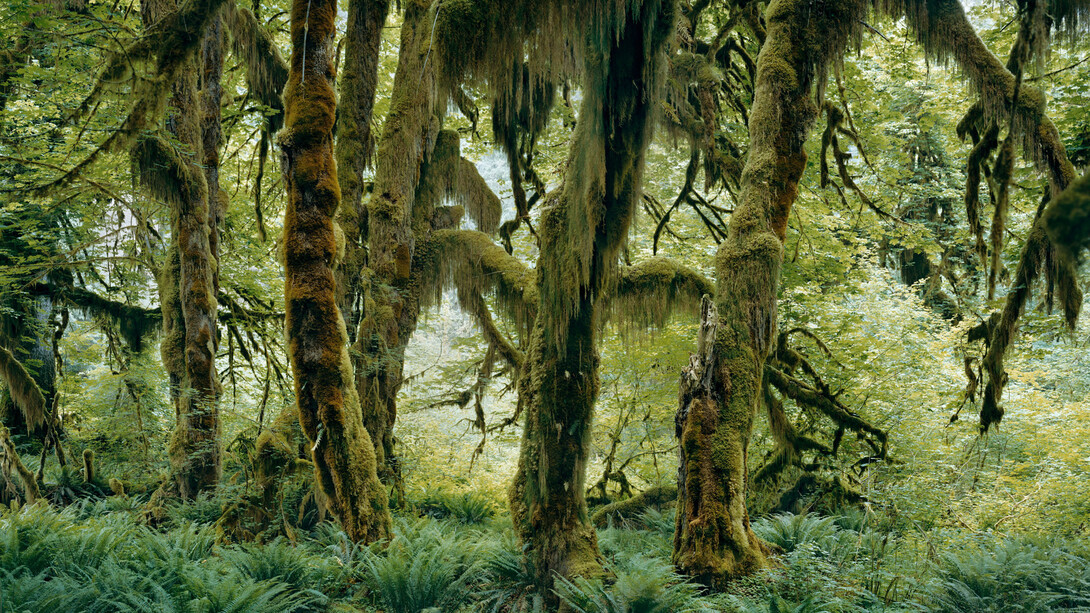 Mitch Epstein, Maple glade, Hoh rain forest, Olympic National Park, Washington, 2017. Courtesy of Yancey Richardson Gallery