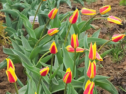 Giuseppe Verdi (Tulipa kaufmanniana)