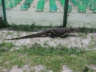 Esemplare di varano che si aggira liberamente nell’isola