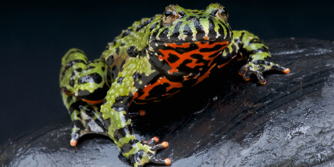 Frogs! A Chorus of Colors. Courtesy of Florida Museum of Natural History