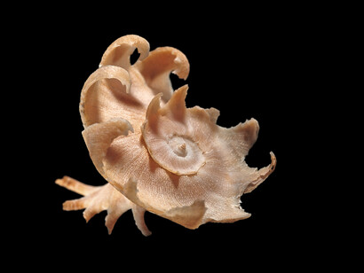 Latiaxis mawae. Coralliophilidae, Conchiglie (5 Continents Editions), photo Paul Starosta