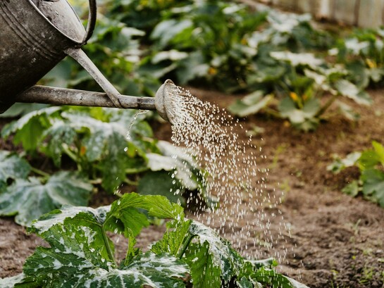 Un getto di acqua fresca disseta le piante nell'orto