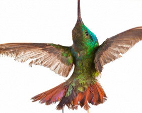 Birds of the World Gallery. Courtesy of Harvard Museum of Natural History
