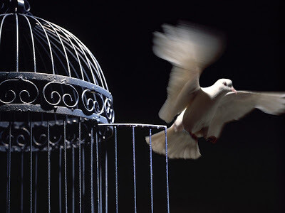 Si fuésemos como aves encerrados en una jaula: ¿no elegiríamos salir volando a la mínima oportunidad?