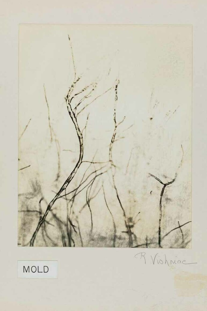 Roman VishniacMold, ca. 1950sDigital ink jet print© Mara Vishniac Kohn