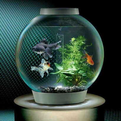 Acquario e Pesci
