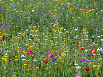 Será lo poco que me cuesta sentarme en una linde y respirar; respirar la vida