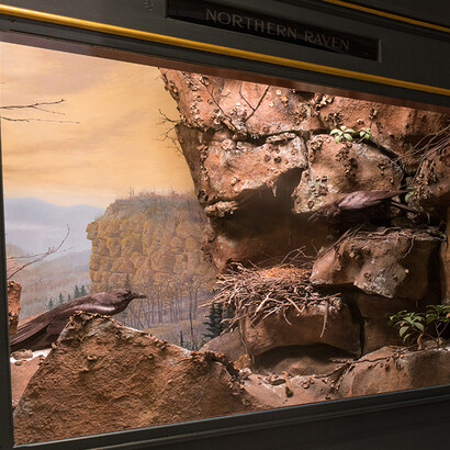 Art of the Diorama. Courtesy of Carnegie Museum of Natural History