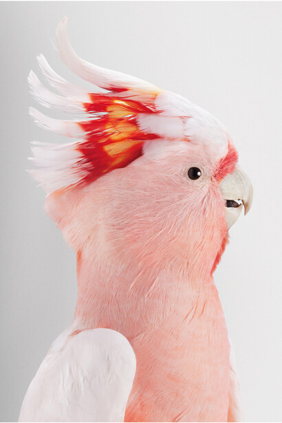Leila Jeffreys, 'Neville' Major Mitchell's Cockatoo, 2012, Photograph on archival fibre based cotton rag paper, Ed 6, 140 x 111 cm or Ed. 50 91 x 72 cm