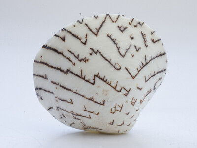 !Hola Caracola! Courtesy of Casa de la Ciencia