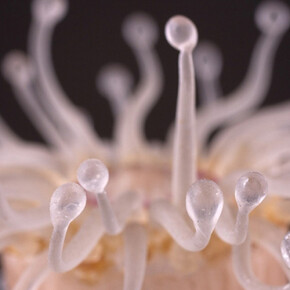 Sea Creatures in Glass. Courtesy of Harvard Museum of Natural History