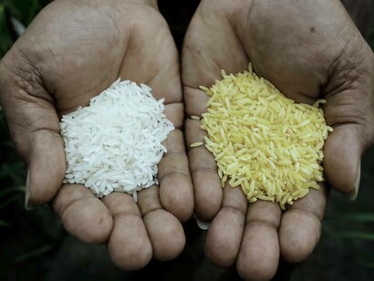 A look at the different colour and texture of rice produced in the Philippines