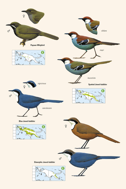 Jewel babblers from 'Birds of New Guinea' by Lynx Edicions