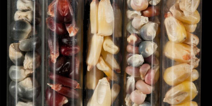 A museum of modern nature. Courtesy of Wellcome Collection 