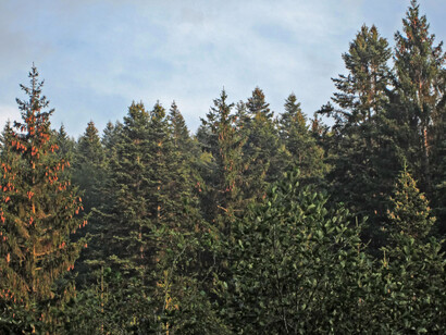 Con el tiempo las reservas ecológicas serán también violadas por el capital. Reserva Natural Paljevine área protegida ubicada en la meseta de Pester, en Serbia