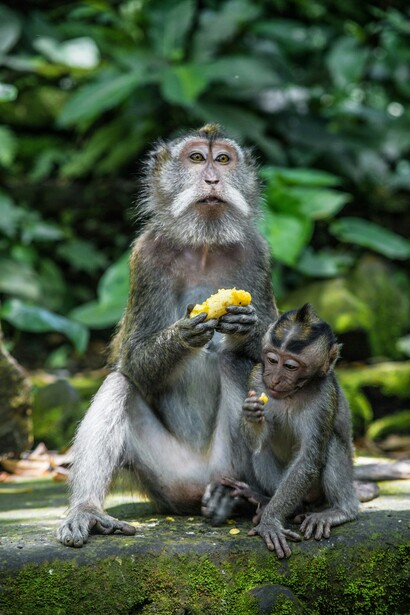 Scimmia adulta e scimmia cucciolo mentre mangiano: "Gli animali, soprattutto quelli dominanti e che rivestono ruoli importanti nella società, ai loro compagni sottomessi e deboli non lasciano mai solo le briciole, ma cibo a sufficienza per la loro sussistenza, non li affamano"