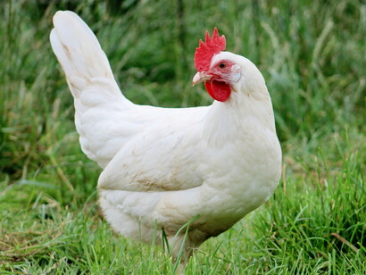 La gallina bianca