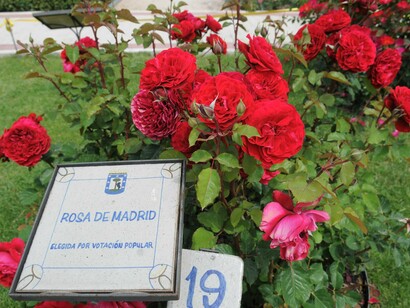 Madrid. Ejemplar galardonado con el premio "Rosa de Madrid" en la rosaleda del Parque del Oeste