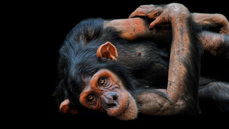 Chimpanzees are in really bad shape