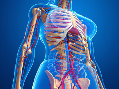 Sistema cardiovascular humano