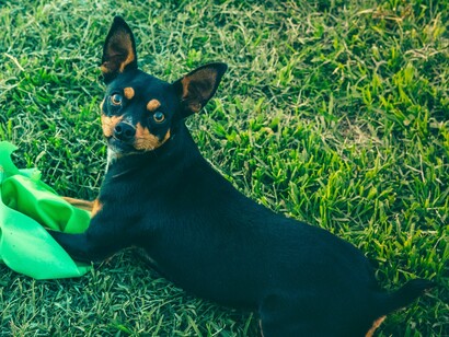 Cada vez mais nossos pets vêm ocupando um lugar de destaque como membros de nossas famílias