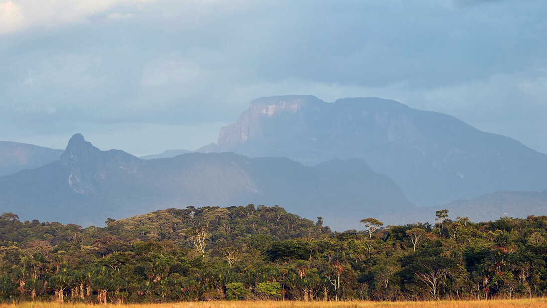 Marahuaka (el árbol de la vida de los Ye’kuana) al fondo; Pico Fhawi-ewihti al centro. Vista desde la Sabana de Culebra (Mawadi-anehidiña). Foto: Javier Mesa
