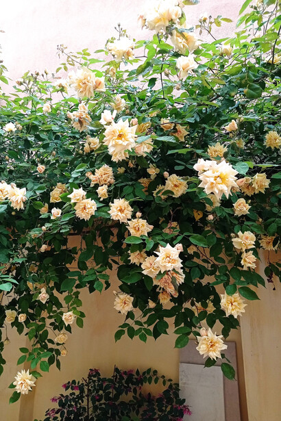 Rosa Rev d'Or e Loropetalum chinense  Foto di Cristina Motta