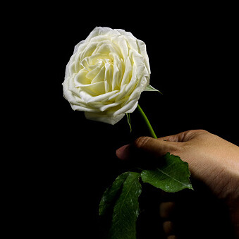 Rosa dal freddo candore come neve bianca, elegante