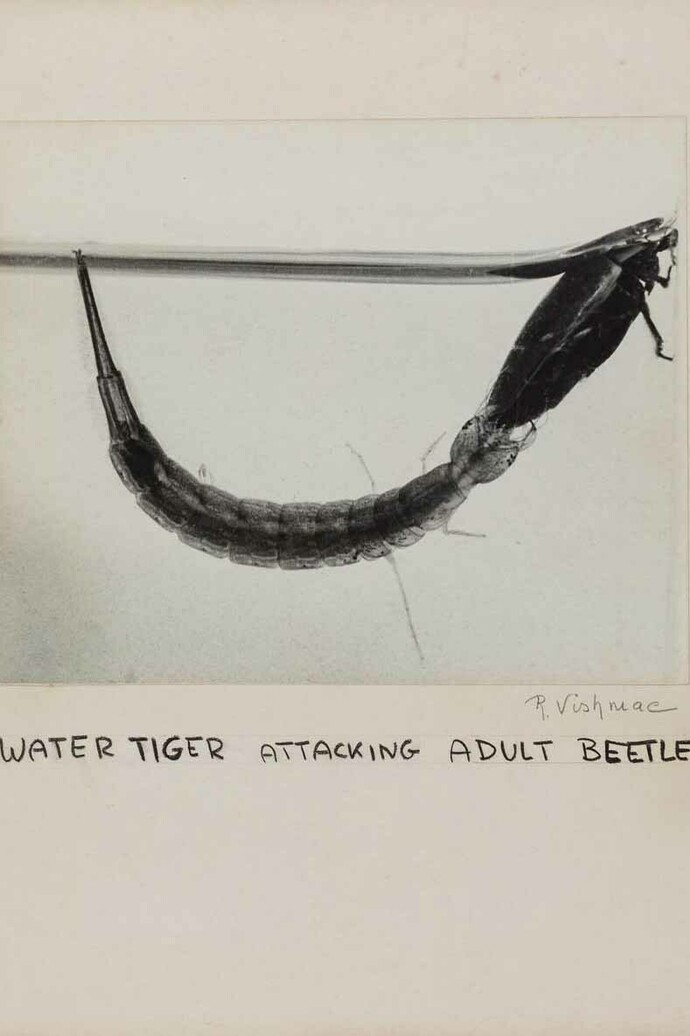 Roman VishniacWater tigerattacking adult beetle, ca. 1950sDigital ink jet print© Mara Vishniac Kohn