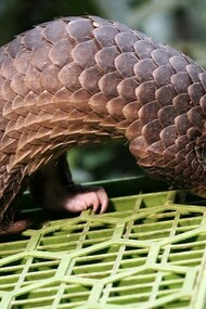 Genetic map of COVID-19 virus reveals it might have come from pangolins but a predecessor originated from bats 