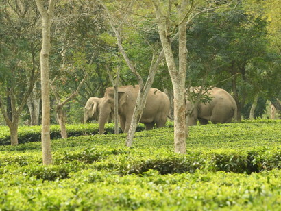 Elephants strolling freely in the tea estate, Assam, India