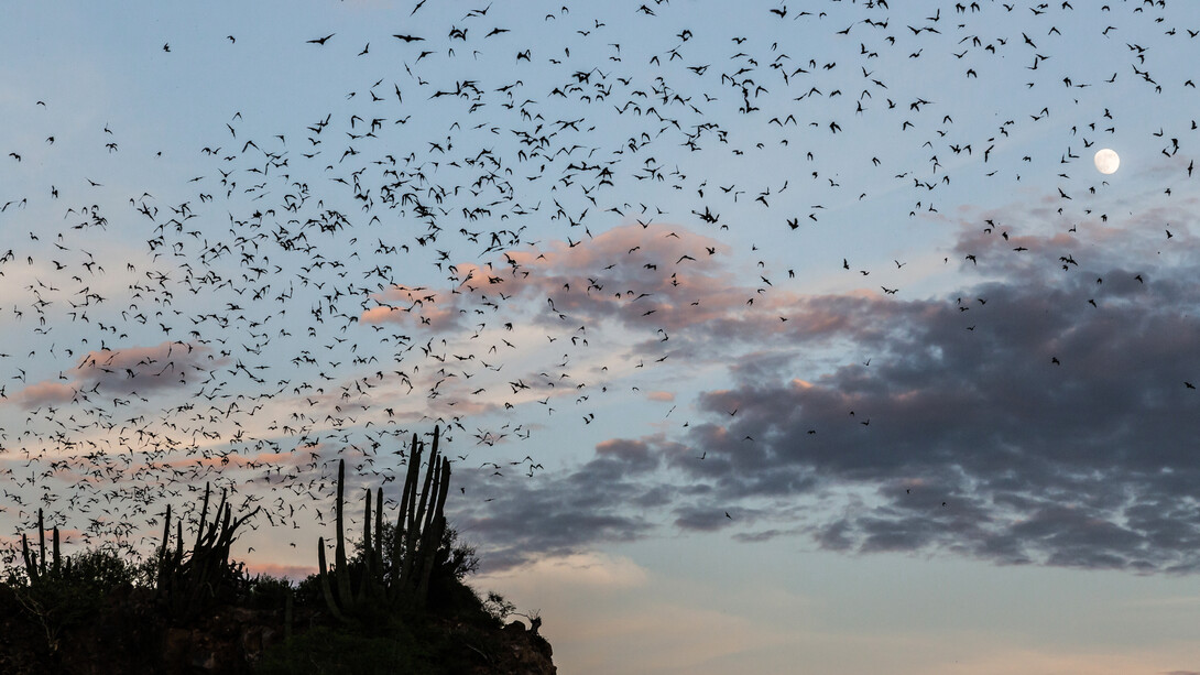 Como murciélagos salidos del infierno, con la luna como único testigo, los murciélagos salen de una cueva para cenar en El Maviri, cerca de Los Mochis, Sinaloa, México