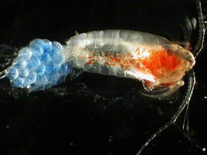 Zooplankton refers to the fraction of plankton made up of beings that feed, by ingestion of organic matter already prepared