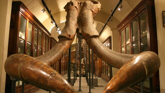Mammuthus meridionalis, Museo Paleontologico di Montevarchi (AR)