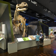 600 million years, exhibition view. Courtesy of Melbourne Museum