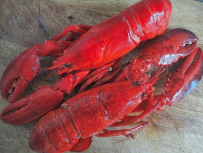La langosta roja es otro de los animales con gran cantidad de quitosano