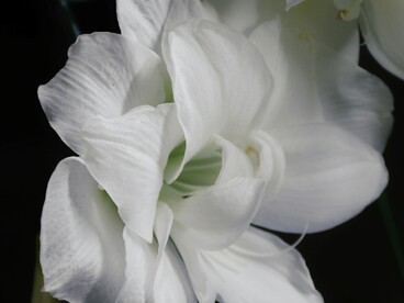 Il narcisismo non è semplicemente egoismo, ma un modo complesso di rapportarsi a sé stessi e agli altri