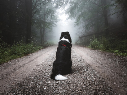 Un can explora la Reserva Natural Nacional Gut's Hell en Třinec, República Checa