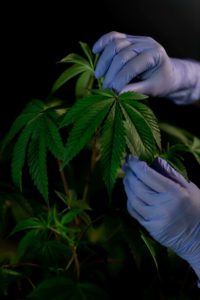 A professional examines a cannabis plant used in medical research 