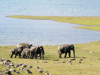 a herd of elephants walking across a grass covered field, India