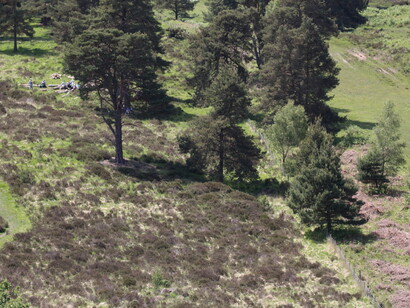 Heathland and Woodland © Gehan de Silva Wijeyeratne