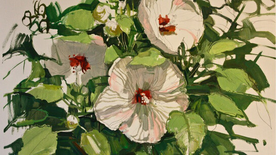 Francis Sills, Hibiscus Blooming, 2014, oil and graphite on Arches paper, 15 x 22 inches, 20 x 27 inches (framed)