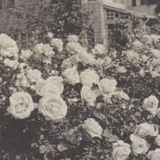 Madame Caroline Testout. Courtesy of Oregon Historical Society