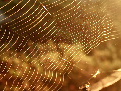 La araña crea un tejido que se multiplica y cuando termina dicha creación se posiciona en el centro para sentir la vibración de cada parte de la red